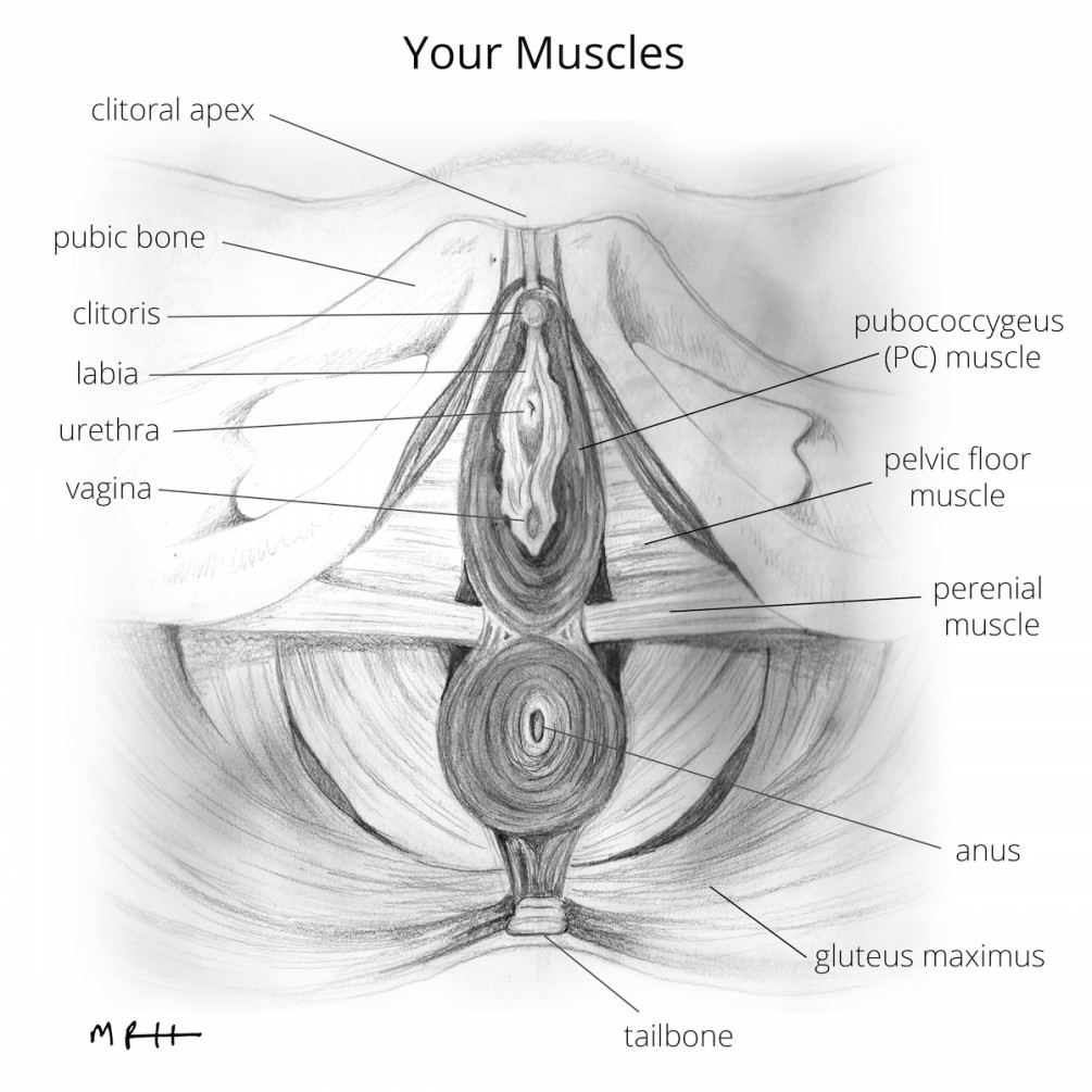 muscles illustration